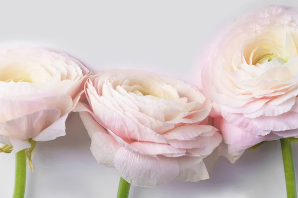 Pastel Roze Ranunculus Bloemen Witte Achtergrond Close — Stockfoto