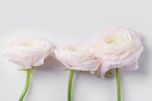 Pastell Rosa Ranunculus Blommor Vit Bakgrund Närbild — Stockfoto