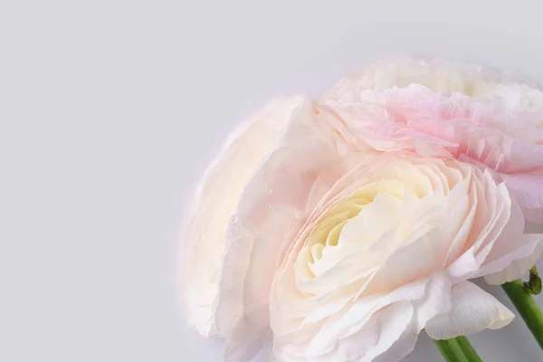 Пастельні Рожеві Квіти Рунункули Білому Тлі Крупним Планом — стокове фото