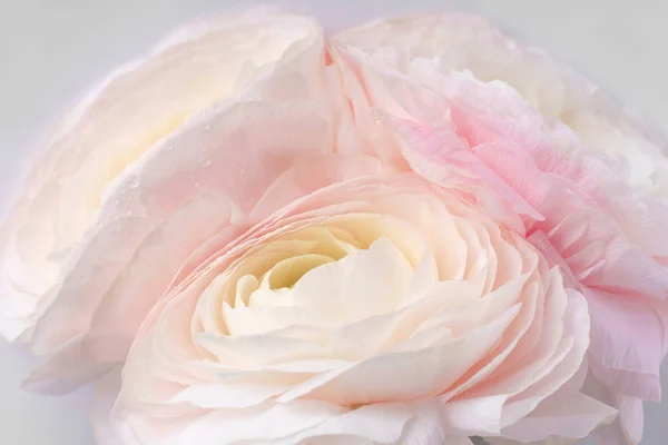 Пастельні Рожеві Квіти Рунункули Білому Тлі Крупним Планом — стокове фото