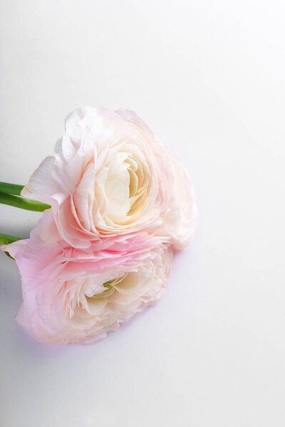Pastel pink ranunculus flowers on white background, close-up
