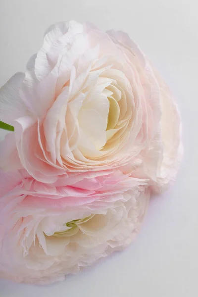 Pastel Roze Ranunculus Bloemen Witte Achtergrond Close — Stockfoto