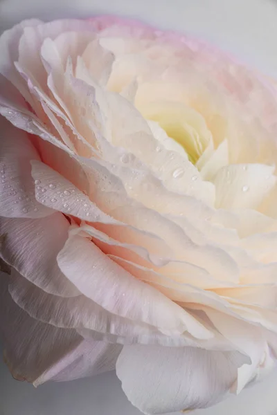 Пастельна Рожева Квітка Рунункули Білому Тлі Крупним Планом — стокове фото