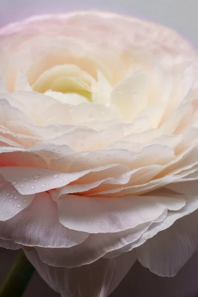 Flor Ranúnculo Rosa Pastel Fundo Branco Close — Fotografia de Stock