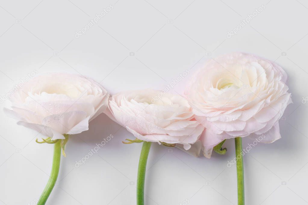 pastel pink ranunculus flowers on white background, close-up 