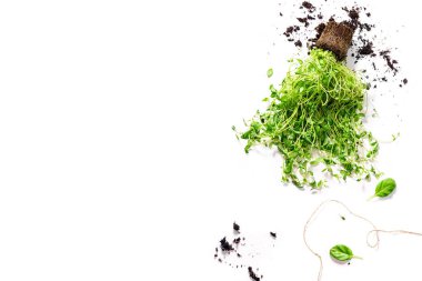 Ev Bahçe ve kavram pişirme beyaz zemin üzerine izole zemin ile mercanköşk fide 