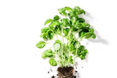 Fesleğen fide ile zemin üzerinde beyaz arka plan izole 