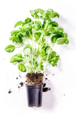 Fesleğen fide ile zemin üzerinde beyaz arka plan izole 