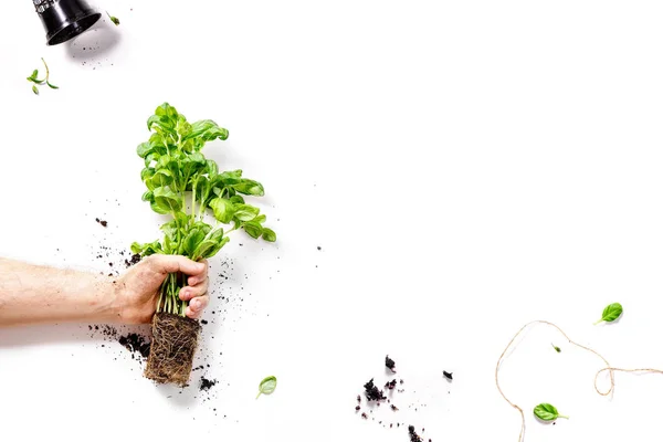 Planta Albahaca Mano Masculina Aislada Sobre Fondo Blanco Concepto Jardinería — Foto de Stock