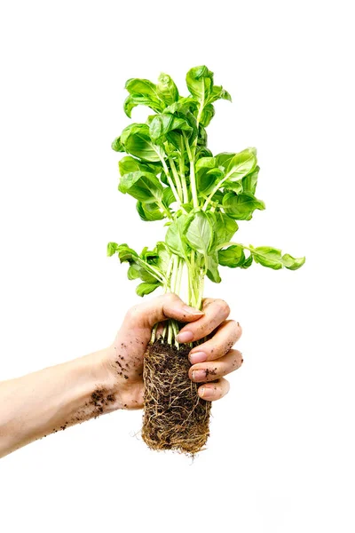 Basil Plant Female Hand Isolated White Background Home Gardening Concept — Stock Photo, Image