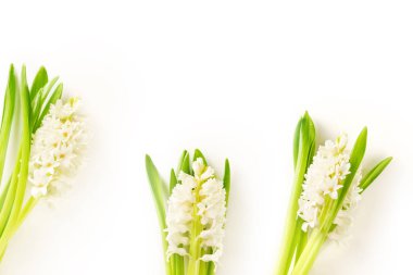 güzel taze beyaz sümbül çiçekleri beyaz arka plan üzerinde kadınlar günü kavramı izole