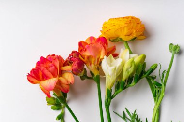kırmızı ve turuncu freesia çiçekler beyaz arka plan, üst görünümü izole 