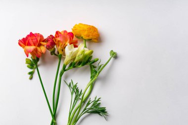 kırmızı ve turuncu freesia çiçekler beyaz arka plan, üst görünümü izole 