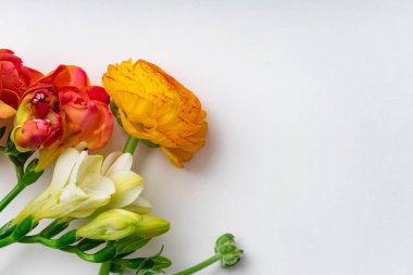 kırmızı ve turuncu freesia çiçekler beyaz arka plan, üst görünümü izole 