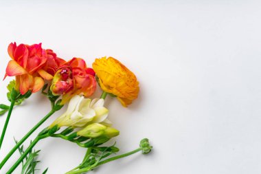 kırmızı ve turuncu freesia çiçekler beyaz arka plan, üst görünümü izole 