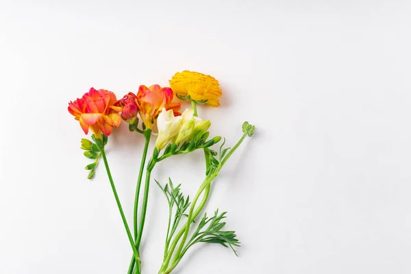 배경에 빨간색과 주황색 Freesia 상단보기 — 스톡 사진