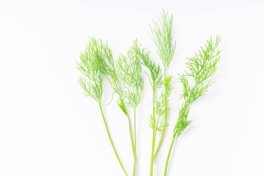 Taze dereotu beyaz arkaplanda izole edildi