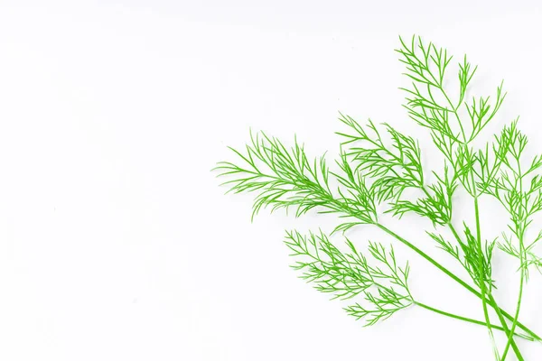 Fresh Dill Isolated White Background Copy Space — Stock Photo, Image