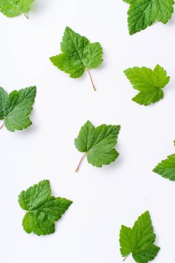 Beyaz arka plan üzerinde izole frenk üzümü yaprakları ile yaratıcı düzen