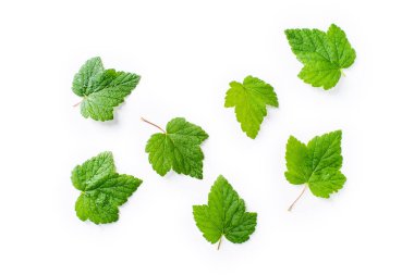 Beyaz arka plan üzerinde izole frenk üzümü yaprakları ile yaratıcı düzen