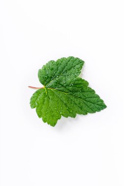 beyaz arka plan üzerinde izole taze yeşil frenk üzümü yaprağı