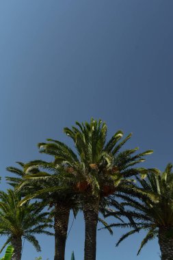 Yazın mavi gökyüzü arka planında tropikal palmiye ağaçları  