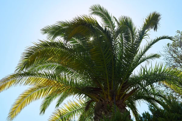 Green Palm Tree Blue Sky Hot Sunny Day Stock Image