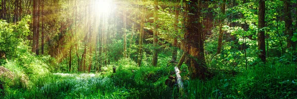 Bosque Primavera Con Sol Brillante Brillando Través Los Árboles —  Fotos de Stock