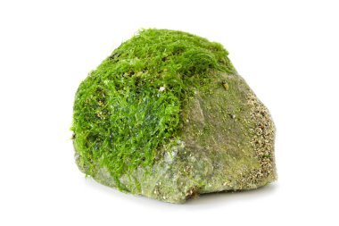 Güzel yeşil deniz yosunları beyaz arka planda izole edilmiş taşın üzerinde.