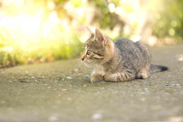 Vacker Söt Ung Inhemska Kitty Leker Trädgården — Stockfoto