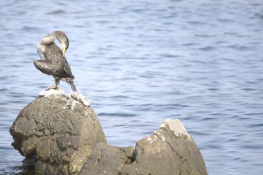 Adriyatik Denizi 'nde Avrupa' da sikişmek ya da sikişmek (Phalacrocorax aristotelis)