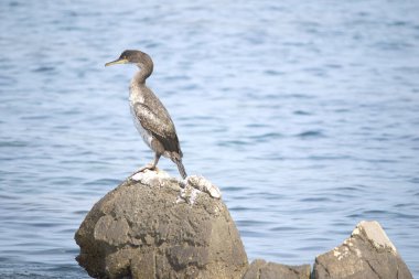 Adriyatik Denizi 'nde Avrupa' da sikişmek ya da sikişmek (Phalacrocorax aristotelis)