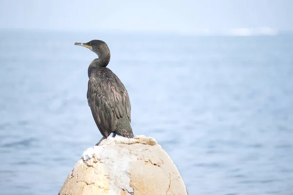 Cerf Européen Cerf Commun Phalacrocorax Aristotelis Sur Mer Adriatique — Photo