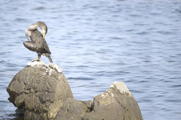 Европейский Трах Phalacrocorax Aristotelis Адриатическом Море — стоковое фото