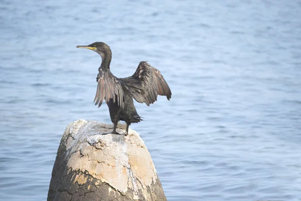 Европейский Трах Phalacrocorax Aristotelis Адриатическом Море — стоковое фото