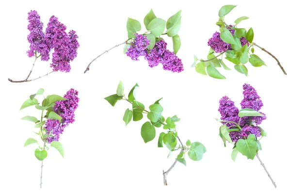 Set Samling Blommande Syringa Vulgaris Lilac Isolerad Vit Bakgrund — Stockfoto