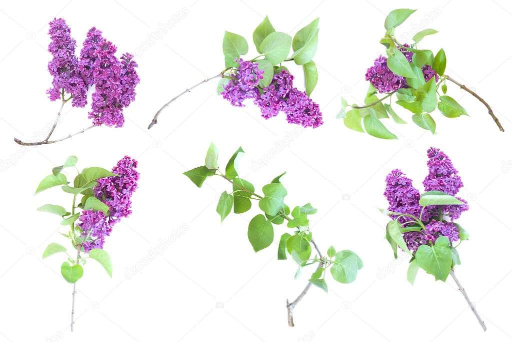 set collection of Blossoming Syringa vulgaris in Lilac isolated on a white background