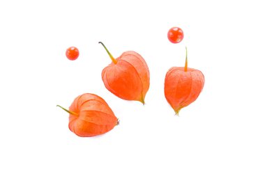 Beyaz arka planda kırmızı kabuklu Çin Feneri Bitkisi (Physalis alkekengi) meyvesi.