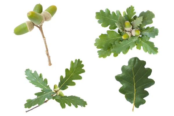 Set Collection Leaves Fruit Downy Oak Quercus Pubescens Isolated White — Stock Photo, Image