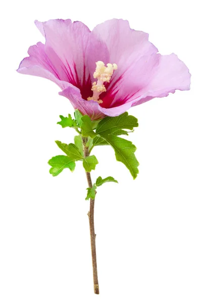 Uma Flor Hibiscus Syriacus Rose Sharon Isolada Sobre Fundo Branco — Fotografia de Stock
