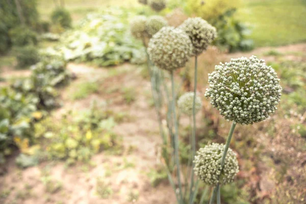 Witte Bloeiende Prei Allium Nigrum Een Tuin — Stockfoto