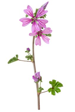 Güzel bir menekşe çiçeği olan Mallow (Malva sylvestris) beyaz bir arkaplanda izole edilmiştir..