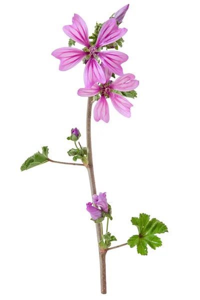 Krásný Fialový Květ Common Mallow Malva Sylvestris Izolované Bílém Pozadí — Stock fotografie