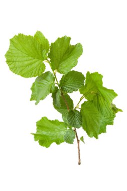 Beyaz arkaplanda bulunan ortak bir fındıktaki yeşil yapraklar