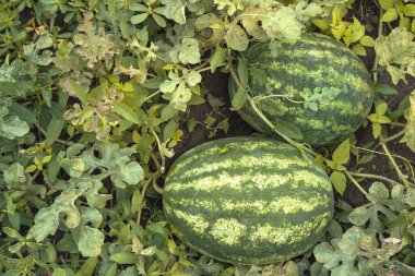 Bahçede büyüyen iki karpuz. Üst manzara..