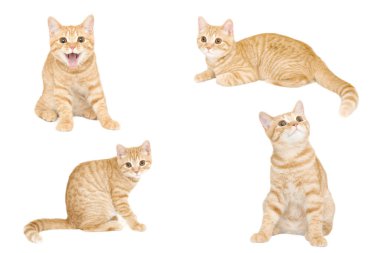 Beyaz arka planda izole edilmiş kızıl / kırmızı İngiliz erkek steyşın kedi yavrusu koleksiyonu 