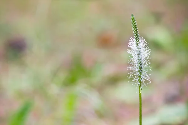 Flowering Plantago Media Hoary Plantain Space Your Text — Stock Photo, Image