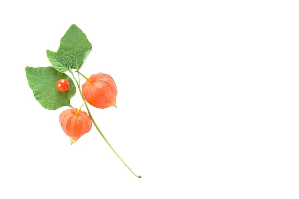 Planta Linterna China Physalis Alkekengi Fruta Con Cáscara Roja Aislada — Foto de Stock