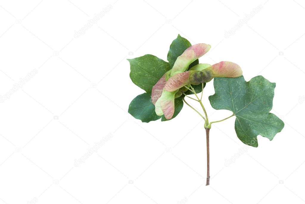 Field maple (Acer campestre) branch with leaves and fruits isolated on a white background.space for text.