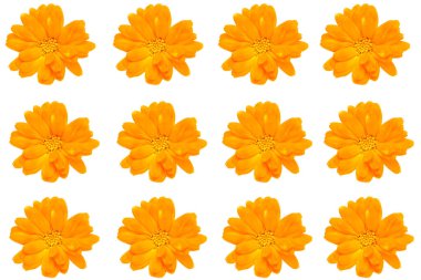 Calendula. Marigold çiçek başlığı (calendula officinalis) beyaz arka planda izole edilmiştir
